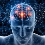 How BrainLive ingredients work
